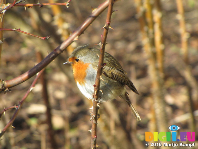 SX12313 Close up of Robin on twig